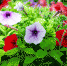 Участники томского фестиваля цветов пофантазируют на тему любимого города - VTomske.Ru