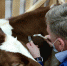 Ветеринар из Томской области взял «бронзу» национального чемпионата «Навыки мудрых» - Аграрный центр Томской области