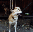 Обморожения и реагенты: кинологи рассказали как обезопасить собак зимой - Tomsk.Ru