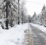 Проспект Ленина в Томске начнут обрабатывать новым реагентом - Tomsk.Ru