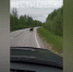 На трассе в Томской области заметили седого медведя - ГТРК Томск