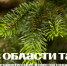 Новости о развитии лесного хозяйства Томской области доступны в соцсетях - NIATomsk.Ru