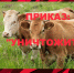 Коммунисты потребовали от Мишустина и Генпрокуратуры дать пояснения по поводу массового забоя скота в Сибири  - КПРФ